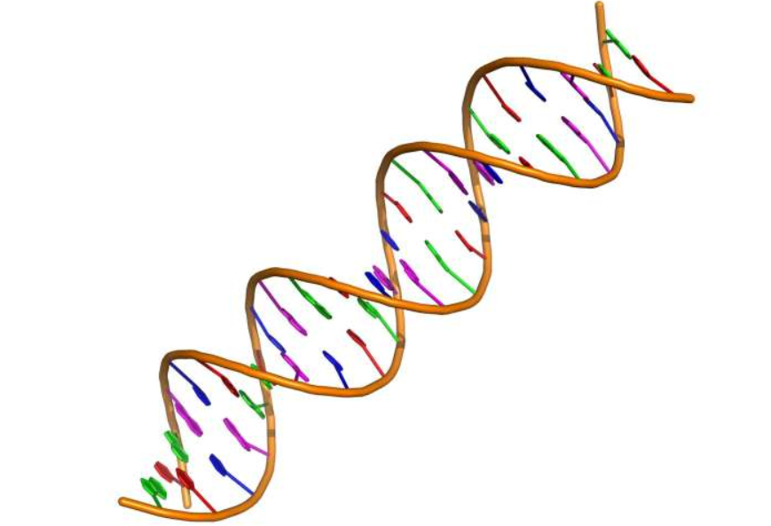 双质粒编辑可以提高DNA数字存储能力