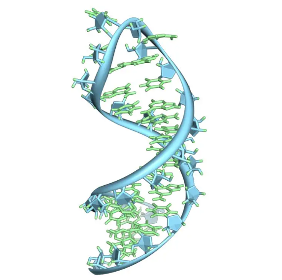 DNA纯化与RNA纯化有什么区别？