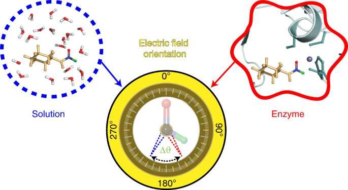 电场图帮助解开酶的工作原理