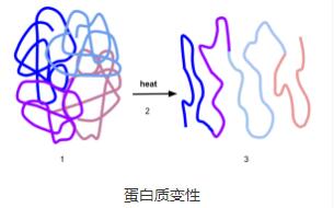 蛋白质变性的（简介，原因，过程）